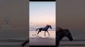 Эдиты/ про/ лошадей🐴🐴🐎🐎🐎🐎 из тик тока.