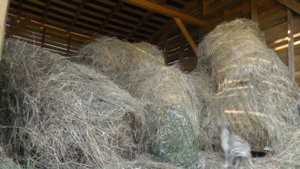 УИППЕТ уиппет WHIPPET whippet.wmv