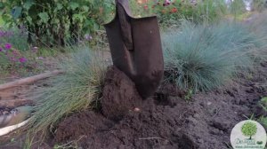 ДЕКОРАТИВНЫЕ ЗЛАКИ для сада: обзор, уход, посадка и деление