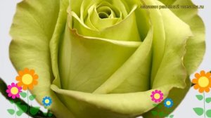 Роза чайно-гибридная Грин Фашион. Краткий обзор, описание характеристик Green Fashion