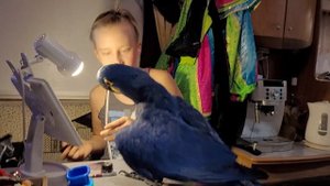 "Я тоже артист!И тоже должен быть в гриме!"- доказывает Ромео Остапу! Гиацинтовый Ара, попугай ара