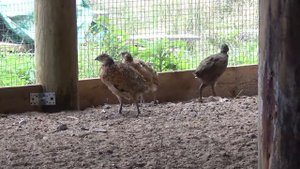 Молодняк фазана - вольер Экоферма