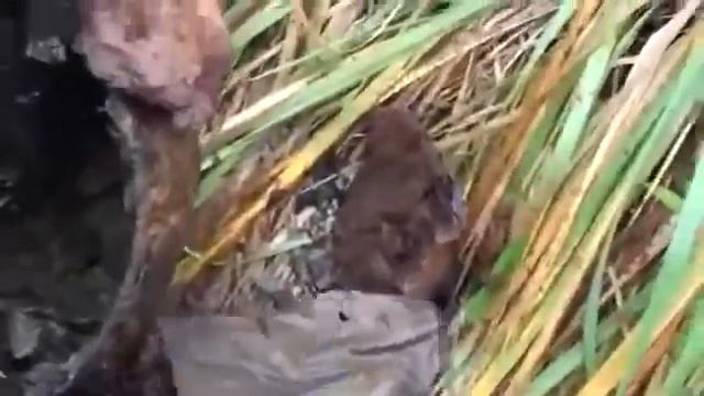 Мужик нашёл клад. смотреть онлайн