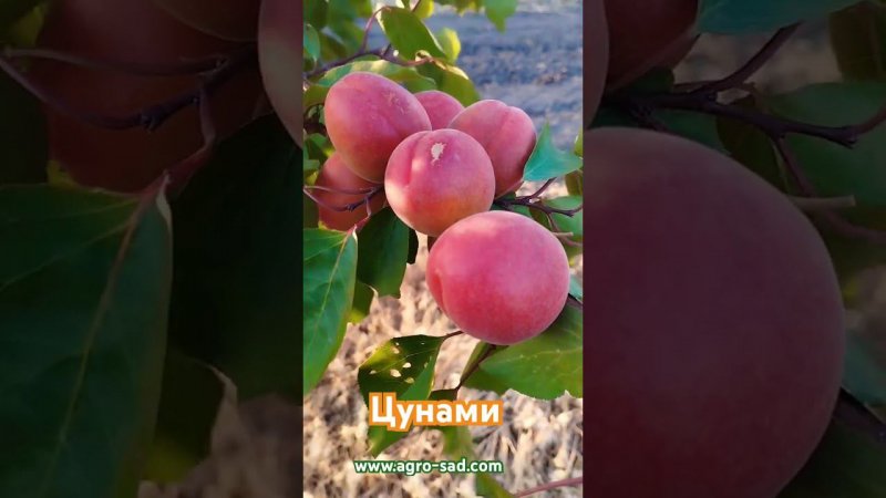 Один из лучших ранних сортов абрикоса - Цунами