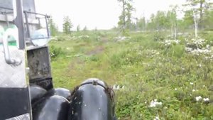 ГНУС настоящий болотный