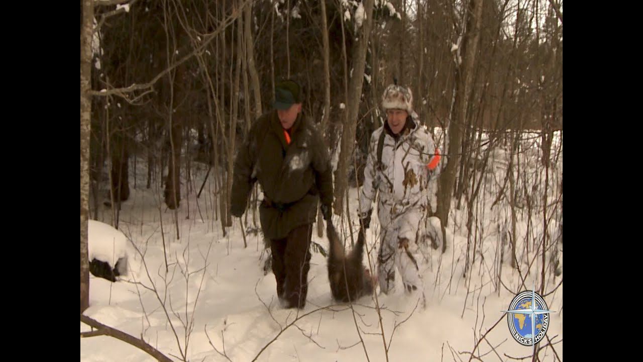 Загонная охота на кабана (Wild boar hunting with dogs). смотреть онлайн