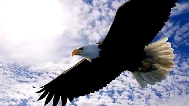 Вот, что делает орёл, когда доживает до старости. Просто невероятно! смотреть онлайн