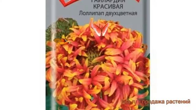 Гайлардия красивая Лоллипап двухцветная ? обзор: как сажать, семена гайлардии Лоллипап двухцветная
