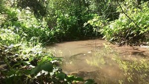 Лесной ручей и пение иволги, звук ручья, лесные птици, иволга, природа, лес