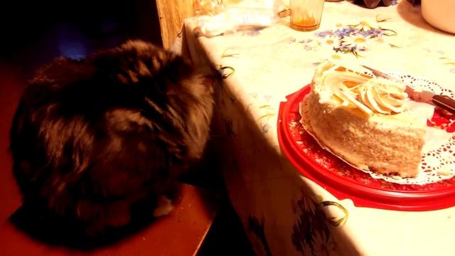 Мейн-Кун. Здоровое питание! смотреть онлайн