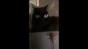 Не умирай, любовь