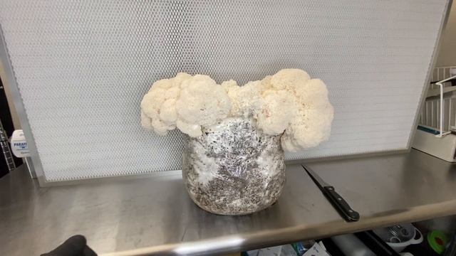 Harvesting My Very First Lions Mane Mushrooms! смотреть онлайн