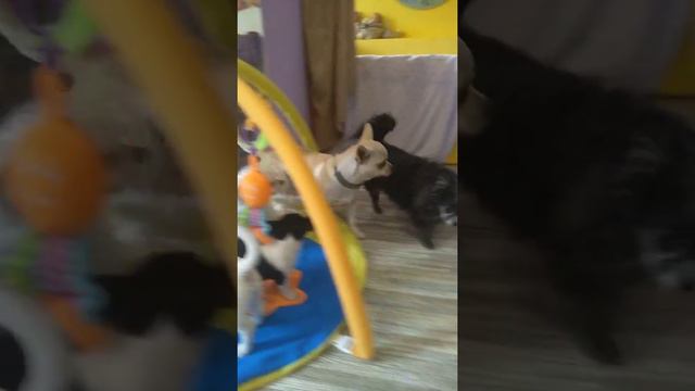 Чихуахуа мои