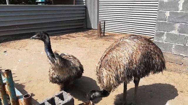 Страусы, конечно, живут в жарких странах. Но без воды им никак.. смотреть онлайн
