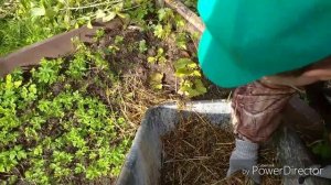 Осенняя посадка однолетнего саженца винограда на Вятке . Все секреты.