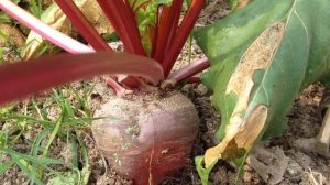 2 точных ПРИЗНАКА когда убирать свеклу с грядки для хранения на зиму