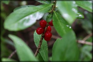 Где же немцы.