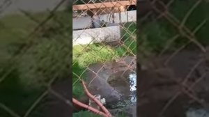 Брачный период у уток мандаринок