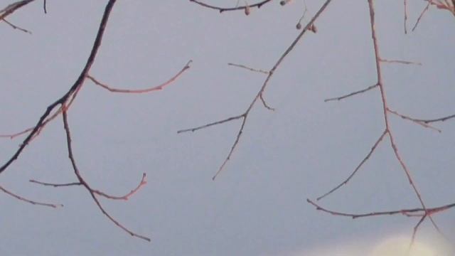 Сокол Сапсан добился поймал и съел этого голубя на башне.Falcon Peregrine caught and ate this pigeo смотреть онлайн