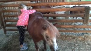 Пони тоже кони. Пони настоящие кони. Лиза чистит пони. Ферма пони . Дети и животные.litel pony.