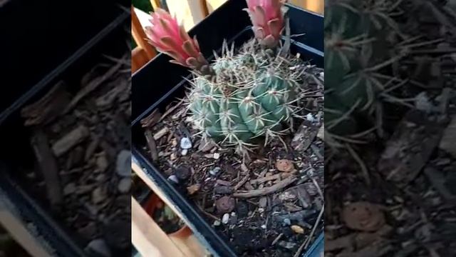 Cactaceae - Gymnocalycium baldianum, the spider - dwarf chin cactaceae.