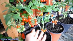 ТОМАТЫ ЗИМОЙ ПОД ФИТОСВЕТОМ/ЭТО САМЫЙ ЛУЧШИЙ ГИБРИД ДЛЯ ВЫРАЩИВАНИЯ В ЗИМНИЙ ПЕРИОД НА ПОДОКОННИКЕ!