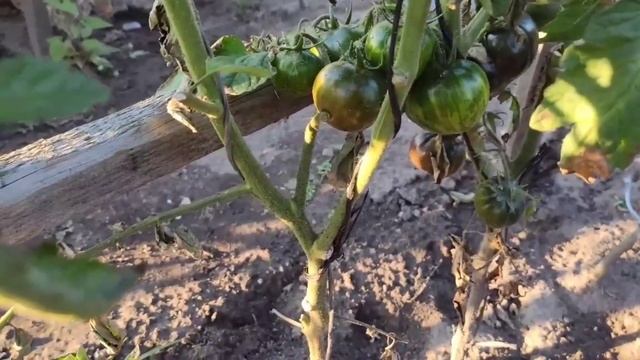 Томат-PiNk Sapphire( Пинк сапфир)? смотреть онлайн