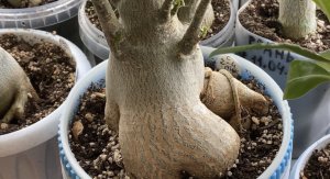 Фиаско? Он встал! Что делать? Бабушка советует. Проверено на себе. 4 апреля 2023 г.