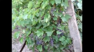 Совместные посадки кукурузы и фасоли