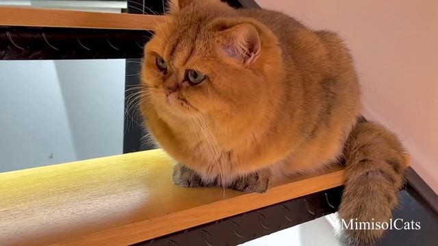 Весна в Белграде. Британские золотые кошки MimisolCats