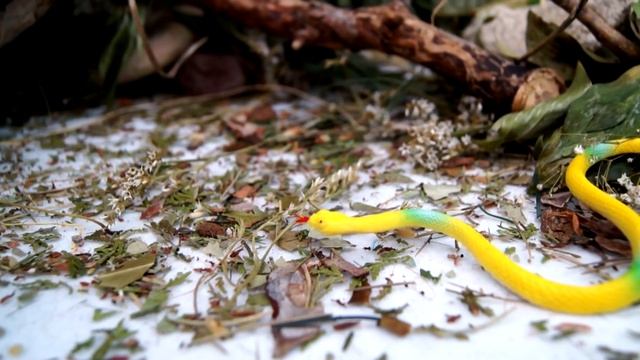 НАПАДЕНИЕ ЗМЕИ И ЖЕСТОКАЯ АКУЛА! Мультики про животных и динозавров. Новинка 2017 смотреть онлайн