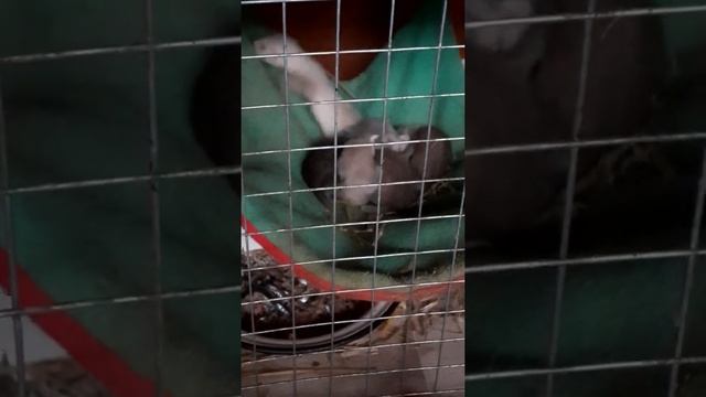 Купить хорька смотреть онлайн