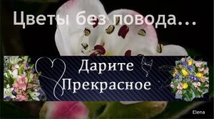 Цветы без повода* Ирина Аллегрова
