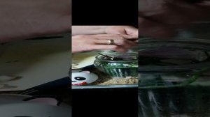 Малосольные огурцы легко и быстро