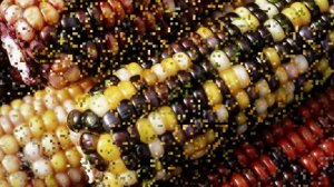 Какая кукуруза самая лучшая 20 фактов о разных видах и сортах