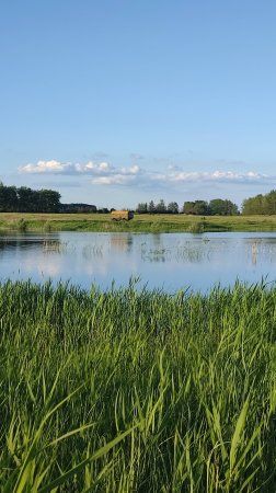 Звуки природы. Голоса летнего пруда. Релакс