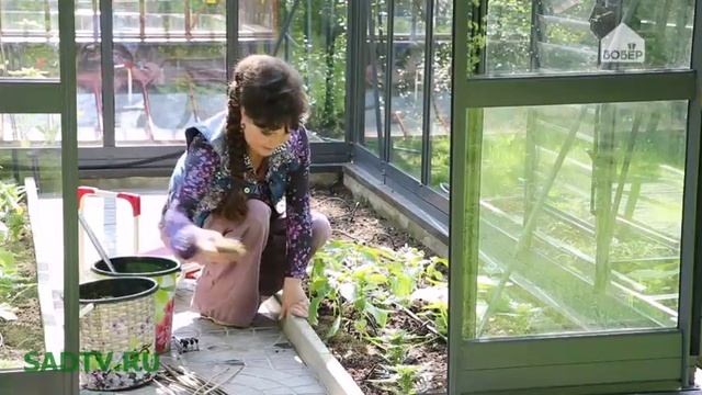 Выращиваем болгарский перец в теплицах Бриттон смотреть онлайн