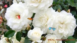 Роза флорибунда Айсберг (iceberg) ? флорибунда роза Айсберг обзор: как сажать, саженцы розы Айсберг