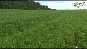 Деревенская природа в летнюю пору