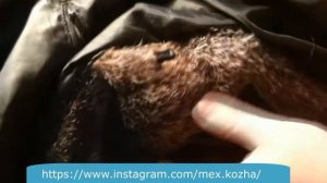 Меняем крючки в шубе