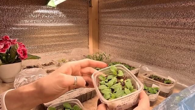 ПЕТУНИЯ.КОЛЕУС.ГАЦАНИЯ.ОБЗОР РАЗВИТИЯ РАССАДЫ.2023 смотреть онлайн