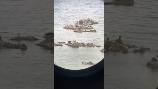 Десятки нерп на камнях в Японском море #дальнийвосток