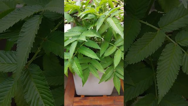 "Сад на крыше". Начинает зацветать моя земляничная малина! смотреть онлайн