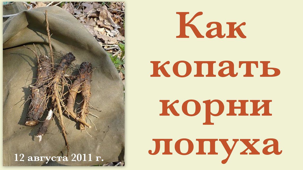 Как копать корни лопуха