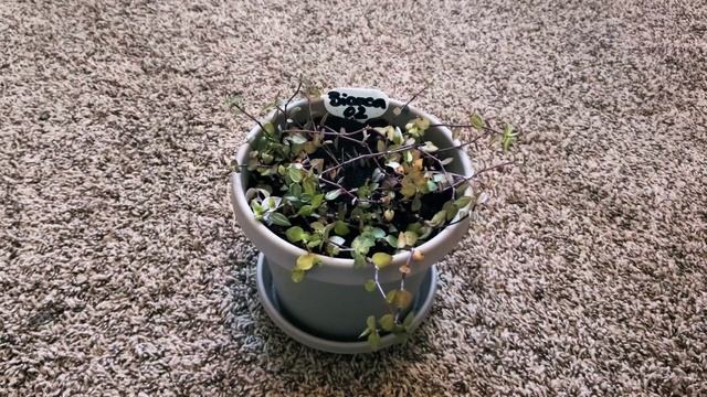 UPDATE Callisia Repens Bianca or Bolivian Jew 02 Part 002 | Indoor Gardening | Plant Vlog 131 смотреть онлайн