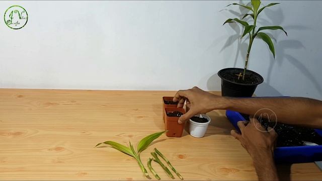 Lucky Bamboo Propagation in Soil by Stem Cuttings | Lucky Bamboo Propagation смотреть онлайн