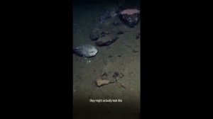 Рыба капля. Интересные факты обо всем #интересныеподборки #интересныефакты #удивительныефакты