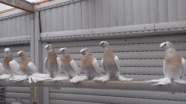 ПОЯСНЫЕ ДВУХЧУБЫЕ ГОЛУБИ / PIGEONS / TAUBE #Gulsarino смотреть онлайн