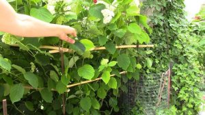 Гортензия древовидная белая.  Подпорка для куста, мой вариант.