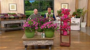 Roberta's 6-piece Sumo Surfinia Petunias on QVC